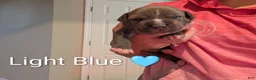 American Bully dogs for sale: American Bully 1 - Ad 2