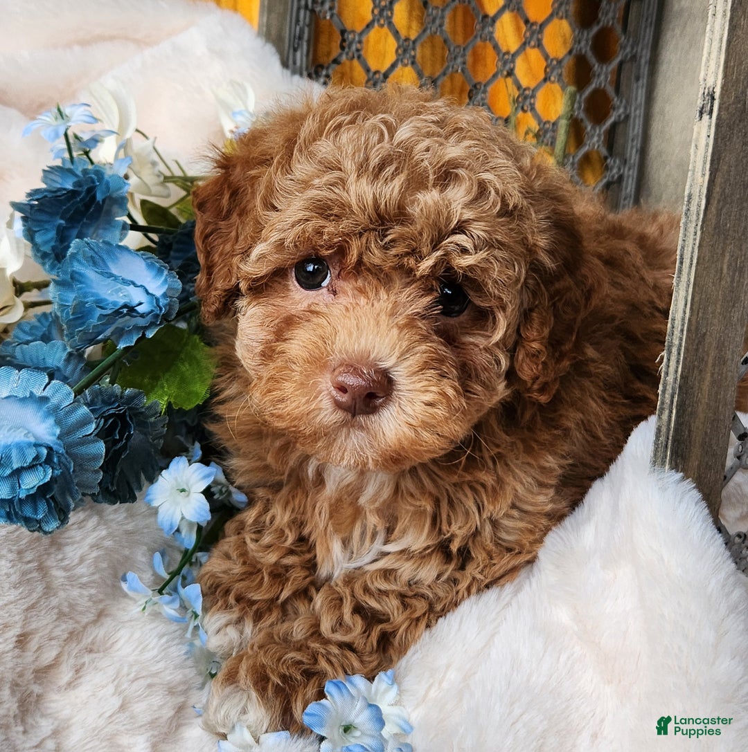 Toy Poodle dogs for sale: Penny - Ad 1