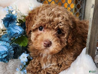 Toy Poodle dogs Penny - Ad 21