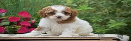 Miniature Poodle dogs for sale: Lola - Ad 4