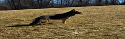 German Shepherd dogs for sale: Rocky (Red collar) - Ad 11
