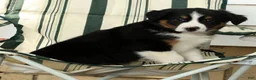 Australian Shepherd dogs for sale: Midnight - Ad 3