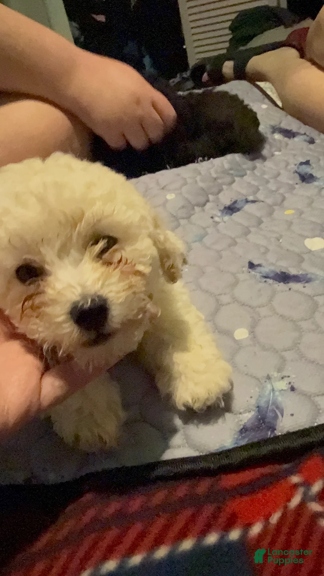Toy Poodle dogs for sale: Biscuit 🤍🐻‍❄️ - Ad 2