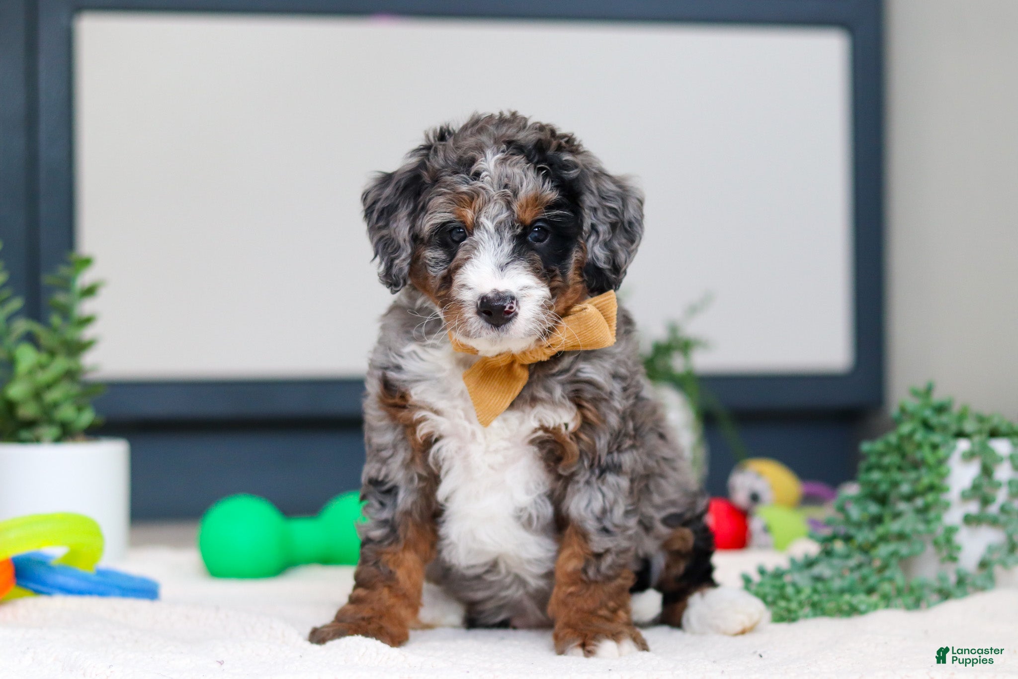 Mini Bernedoodle dogs Jack - Ad 34