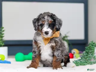 Mini Bernedoodle dogs Jack - Ad 34