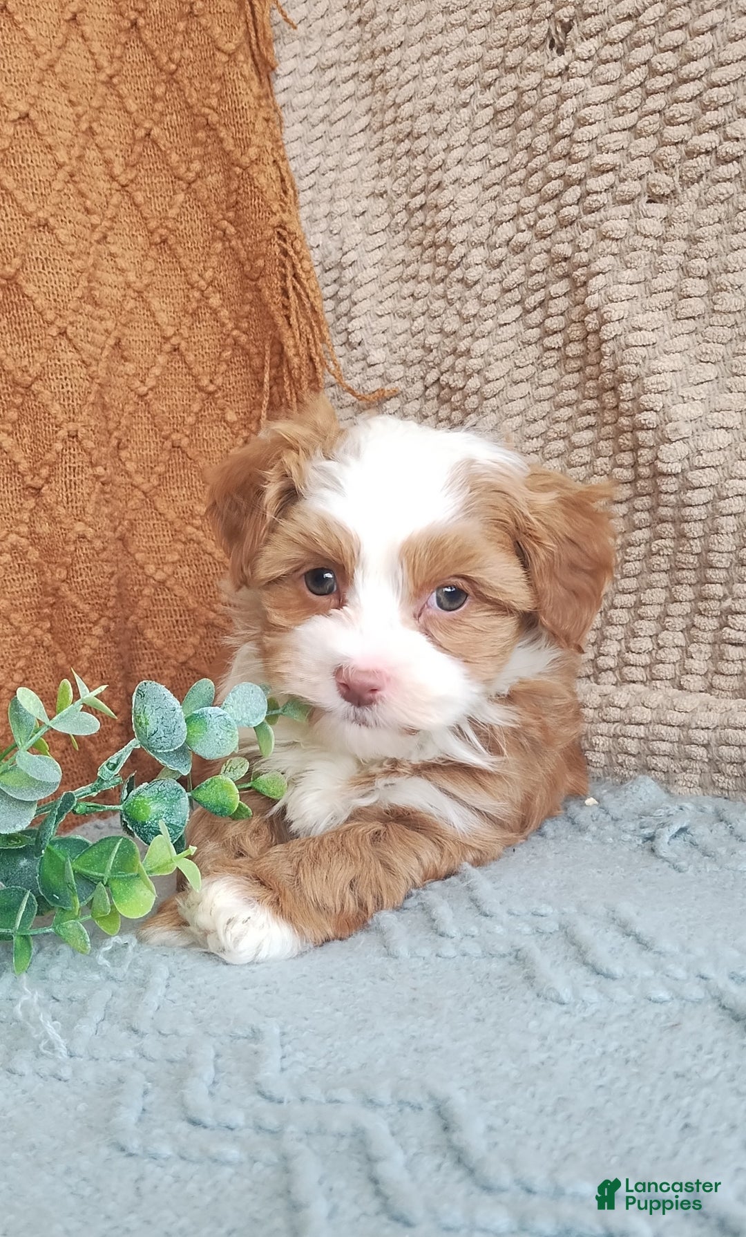 Havanese dogs for sale: Holly - Ad 5