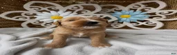 Mini Goldendoodle dogs for sale: Sweet Pea - Ad 17