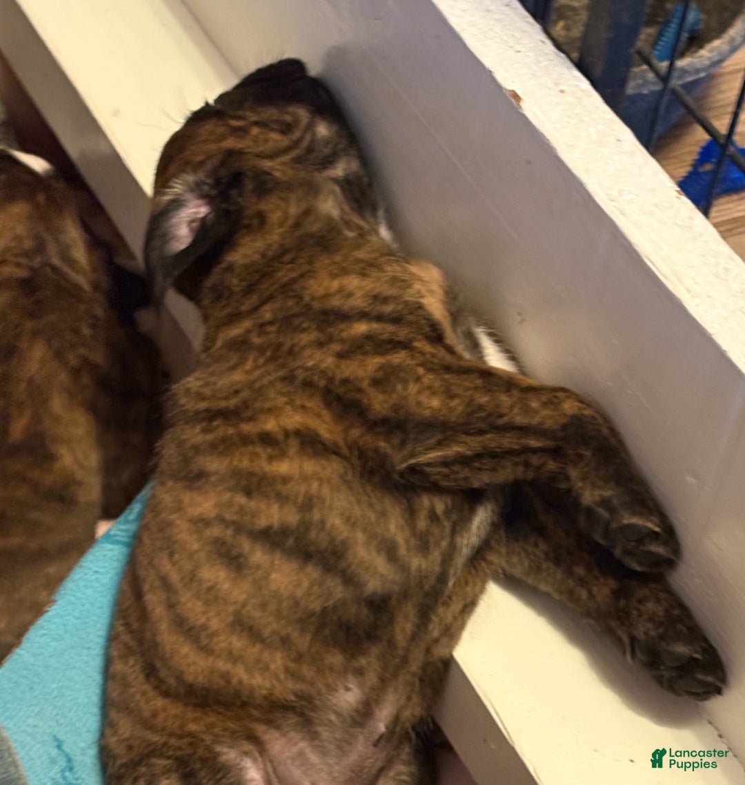 Boxer dogs for sale: Bear - Ad 7