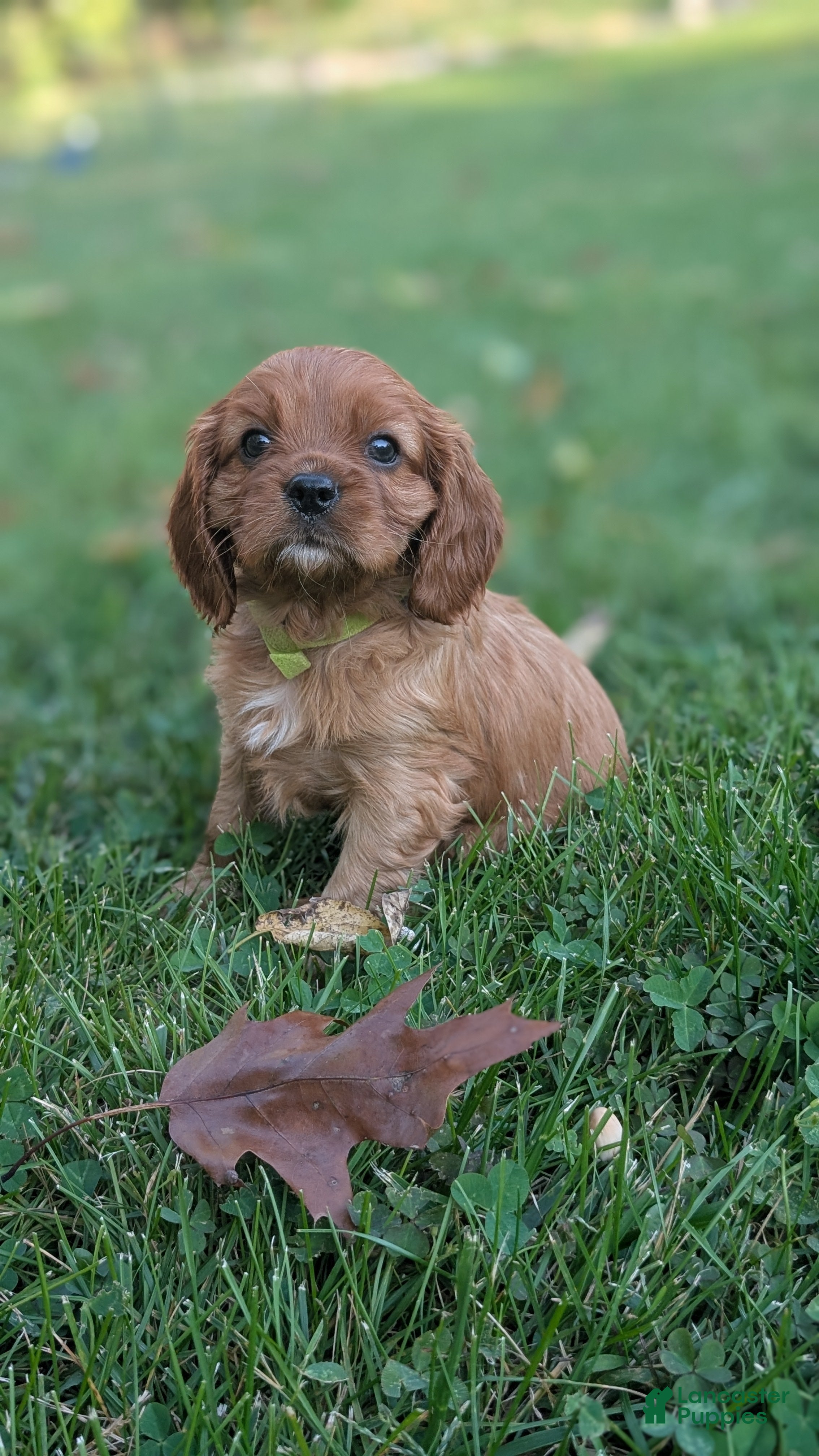 Cavalier King Charles Spaniel dogs Maple  - Ad 1