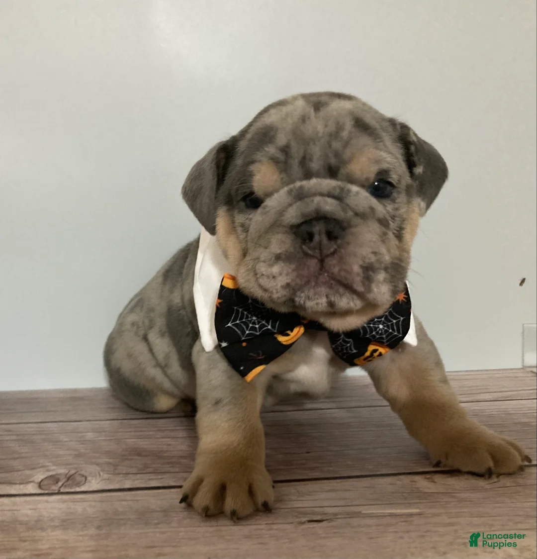 English Bulldog dogs for sale: Forest  - Ad 2