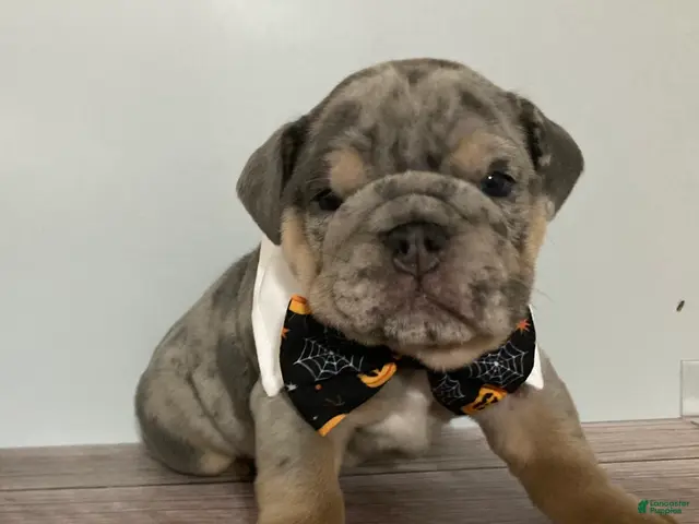 English Bulldog dogs for sale: Forest - Ad 2