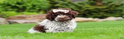 Lagotto Romagnolo dogs for sale: Layla - Ad 5