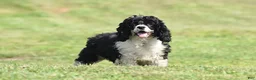 Cockapoo dogs for sale: Sparrow - Ad 4