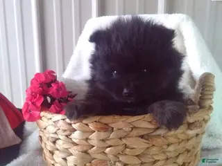 Pomeranian dogs Captain - Ad 42