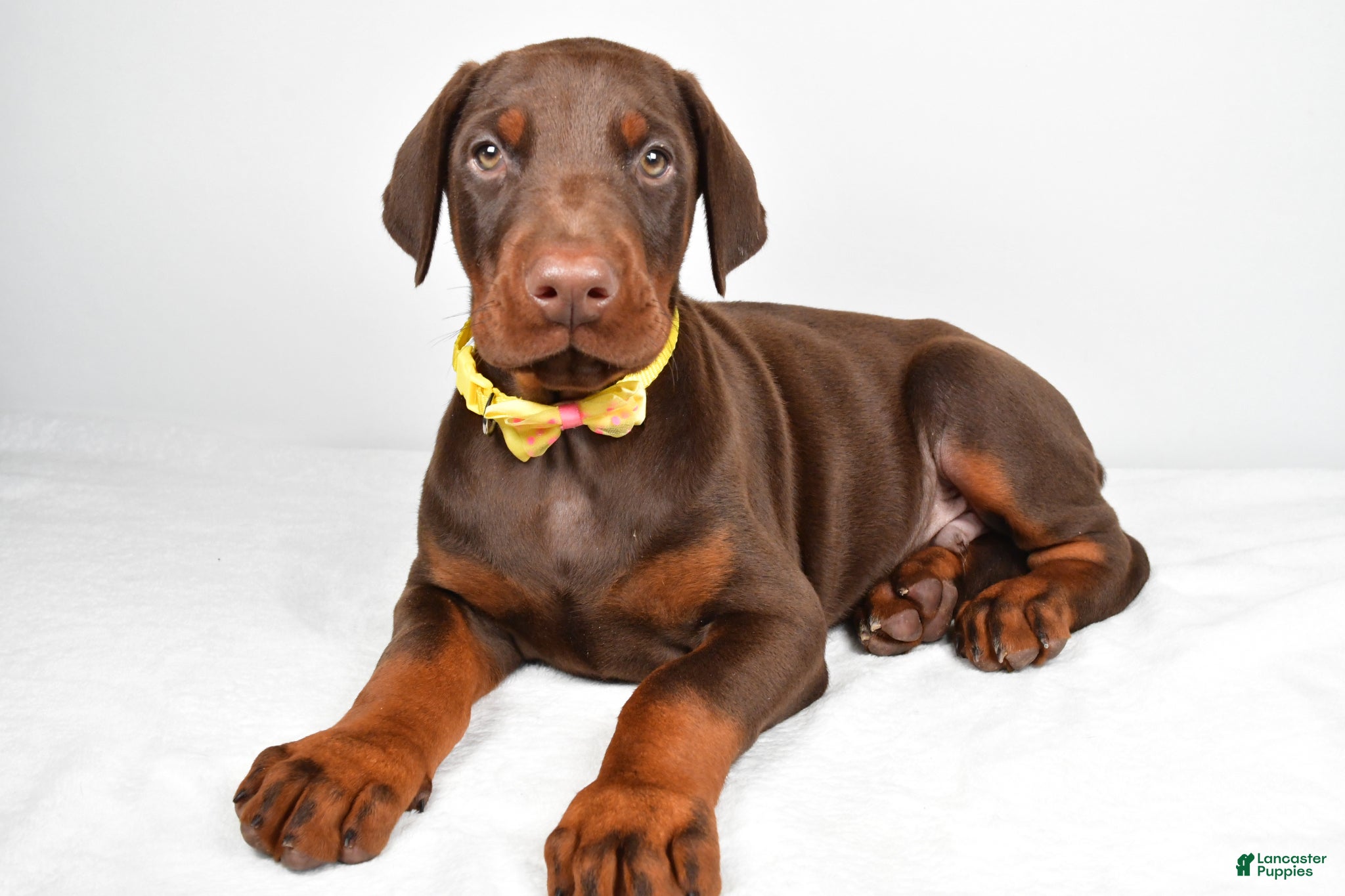 Doberman Pinscher dogs Lance - Ad 1