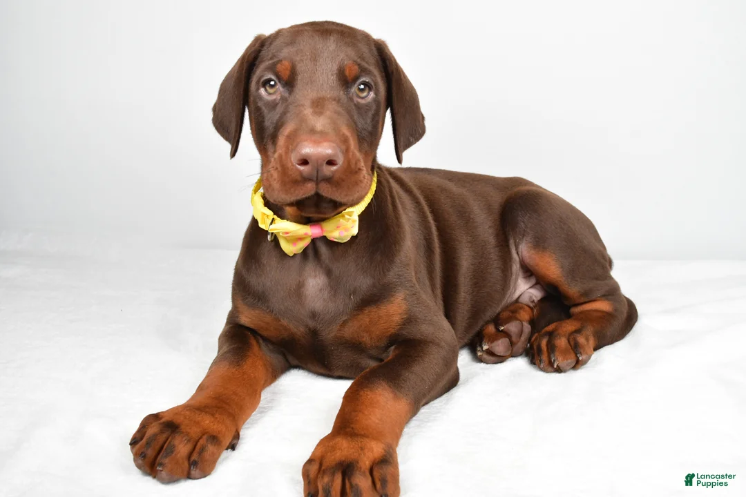 Doberman Pinscher dogs for sale: Lance - Ad 1