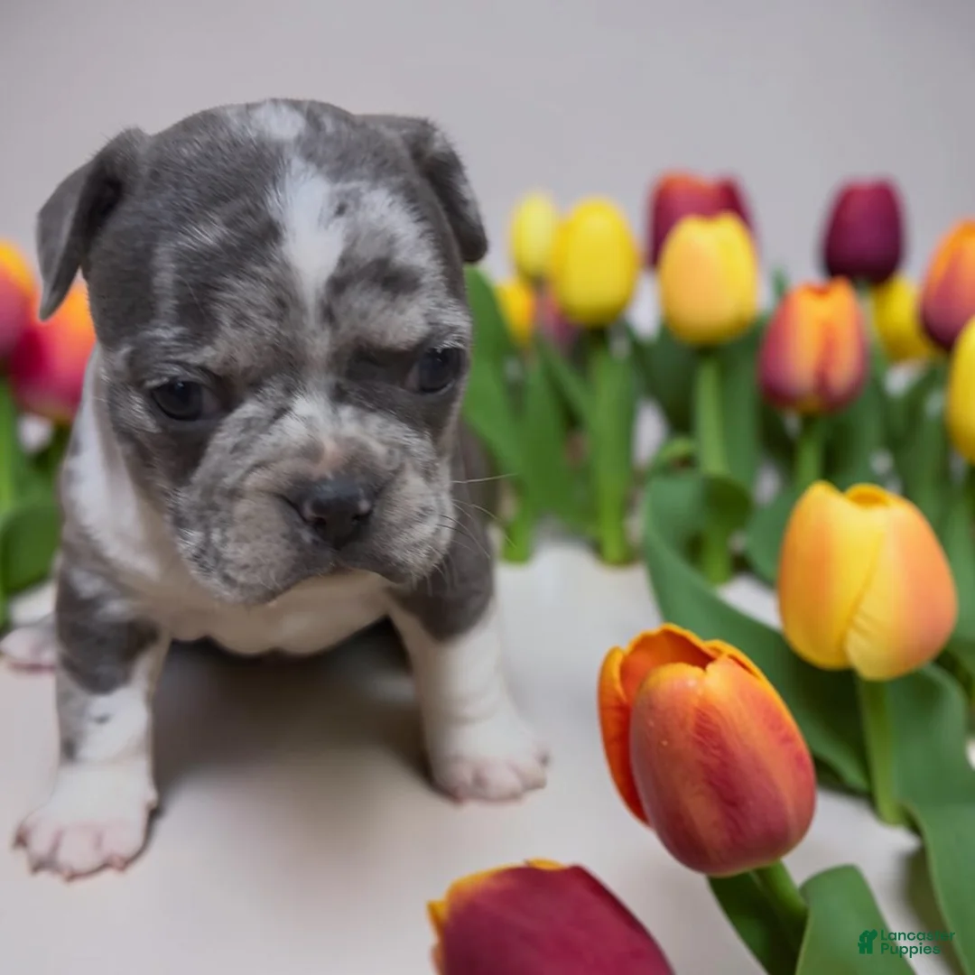 Frenchton dogs for sale: Fendi - Ad 2