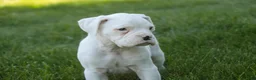 Boxer dogs for sale: Darius - Ad 4