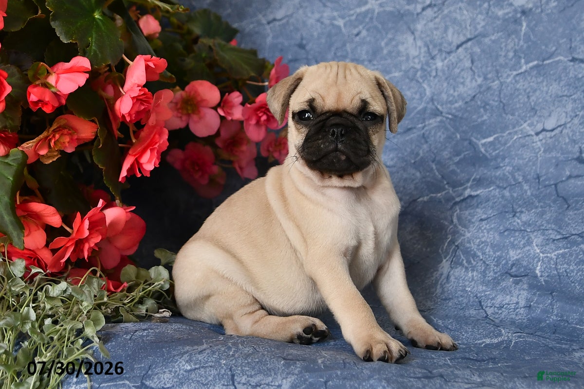 Pug dogs Belle - Ad 1