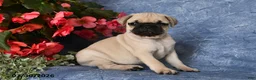 Pug dogs for sale: Belle - Ad 1