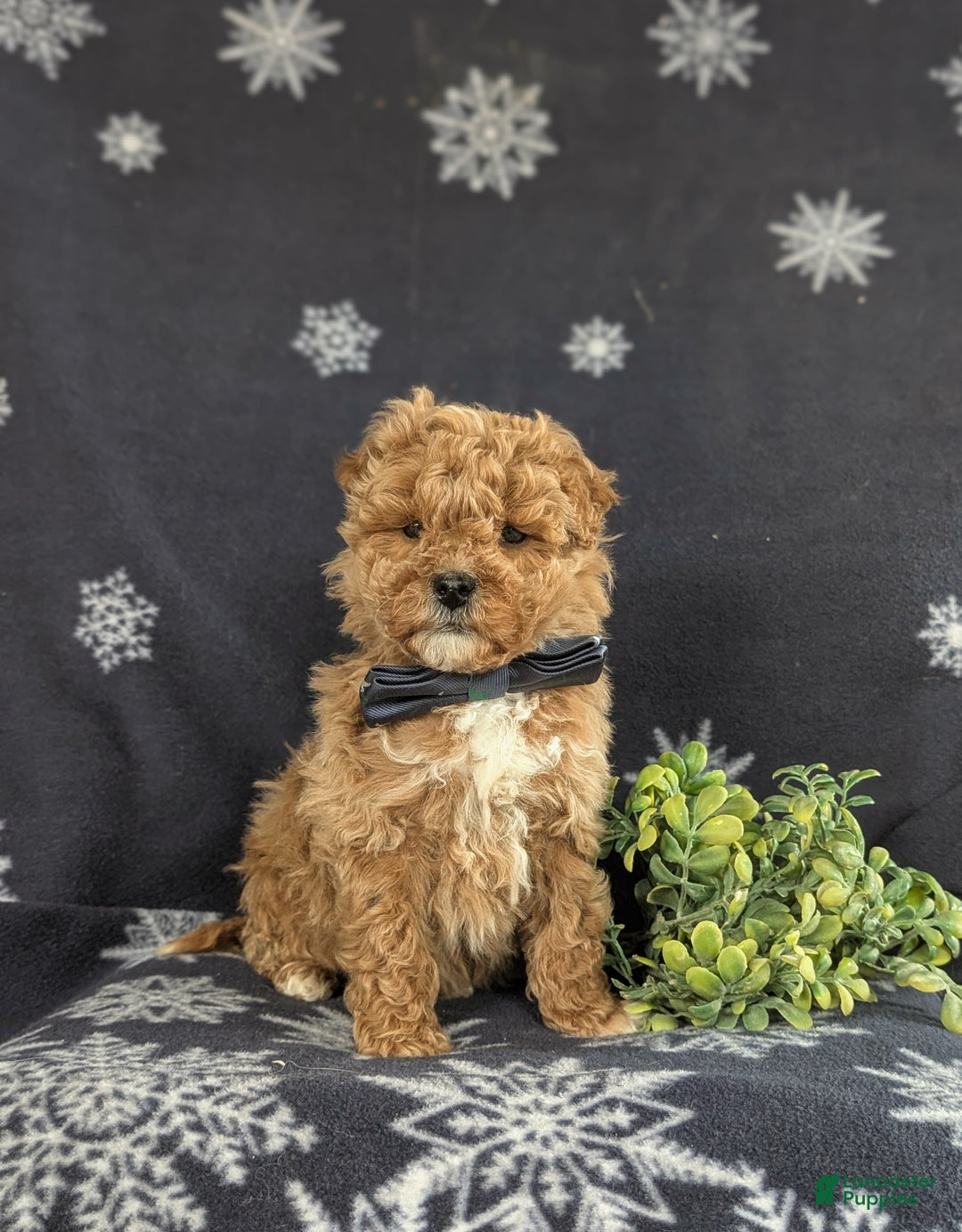 Bichpoo dogs for sale: Chance - Ad 4