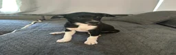 Rat Terrier dogs for sale: Abe - Ad 9