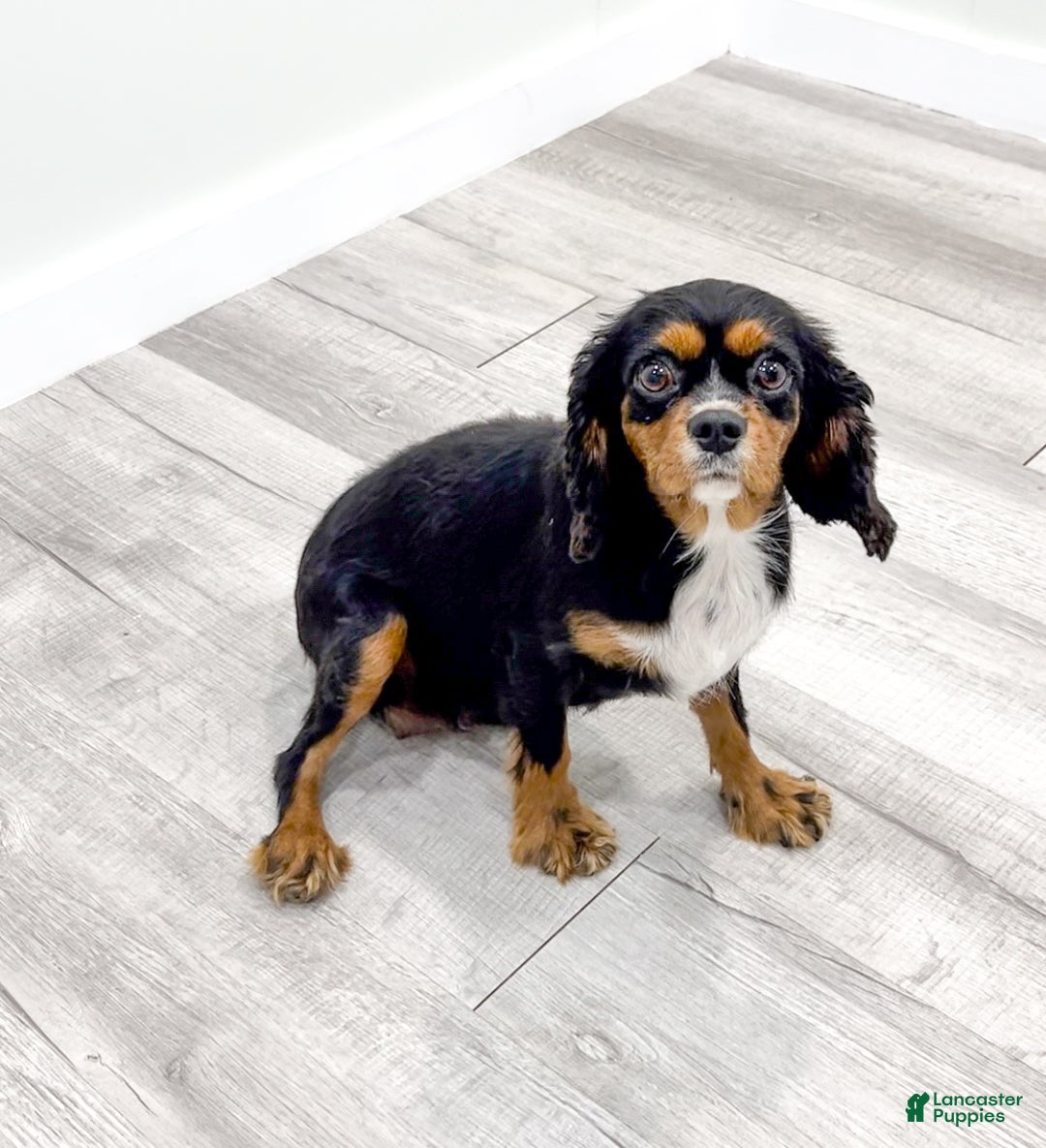 Cavalier King Charles Spaniel dogs for sale: Apollo - Ad 6