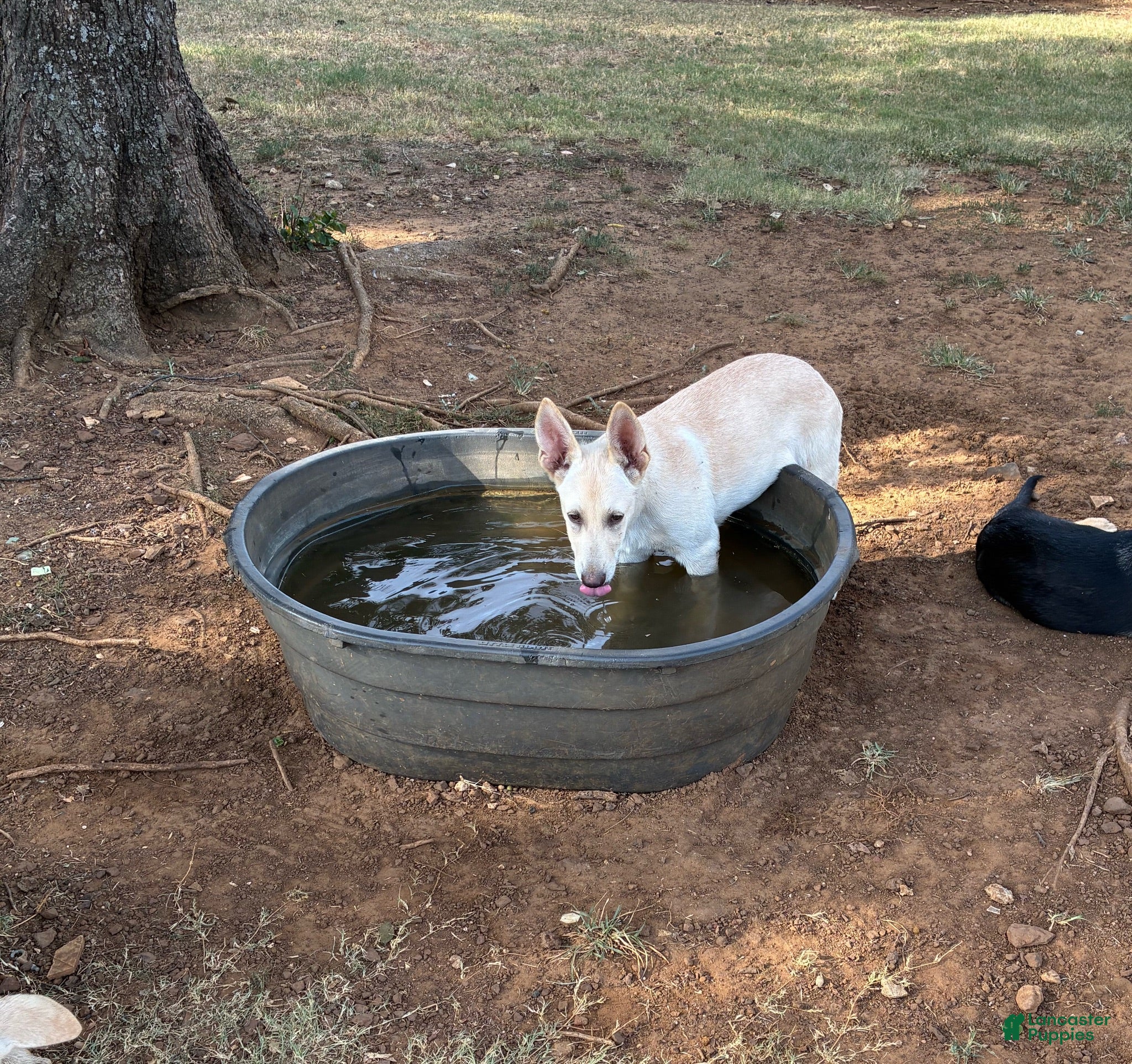 German Shepherd dogs Charlie (male)  - Ad 1