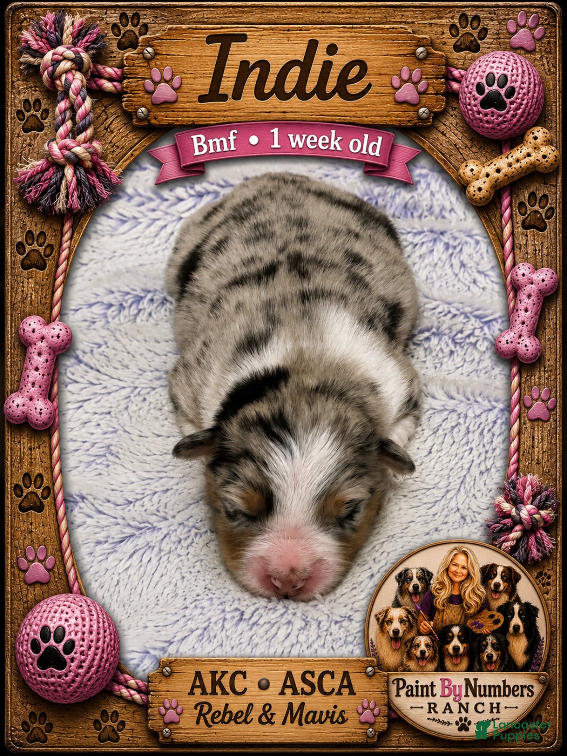 Australian Shepherd dogs Indie on hold - Ad 13