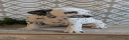 Dalmatian dogs for sale: Niles - Ad 11