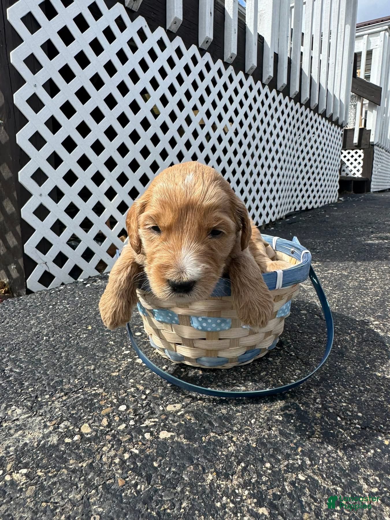 Goldendoodle dogs Goldendoodle Male - Red - Ad 27