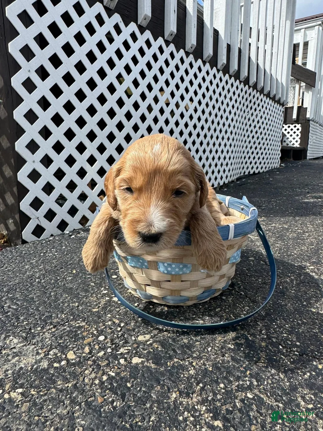 Goldendoodle dogs for sale: Goldendoodle Male - Red - Ad 1