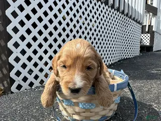 Goldendoodle dogs Goldendoodle Male - Red - Ad 27