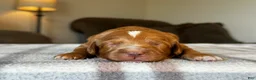 Mixed Breed dogs for sale: Red Micro Bernedoodle - Ad 7