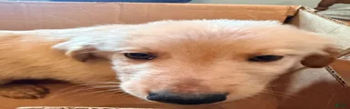Mixed Breed 2