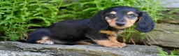 Miniature Dachshund dogs for sale: Lindy - Ad 5