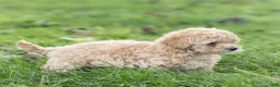 Maltipoo dogs for sale: Minnie Maltipoo  - Ad 9