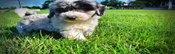 Havapoo dogs for sale: Bluebelle - Ad 13