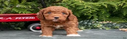 Cavapoo dogs for sale: Arrow - Ad 3