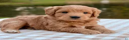 Goldendoodle dogs for sale: Biscotti-mini  - Ad 3