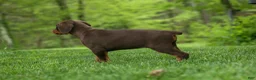 Doberman Pinscher dogs for sale:  Daisy (Red Rust) 🖤🐾 - Ad 5