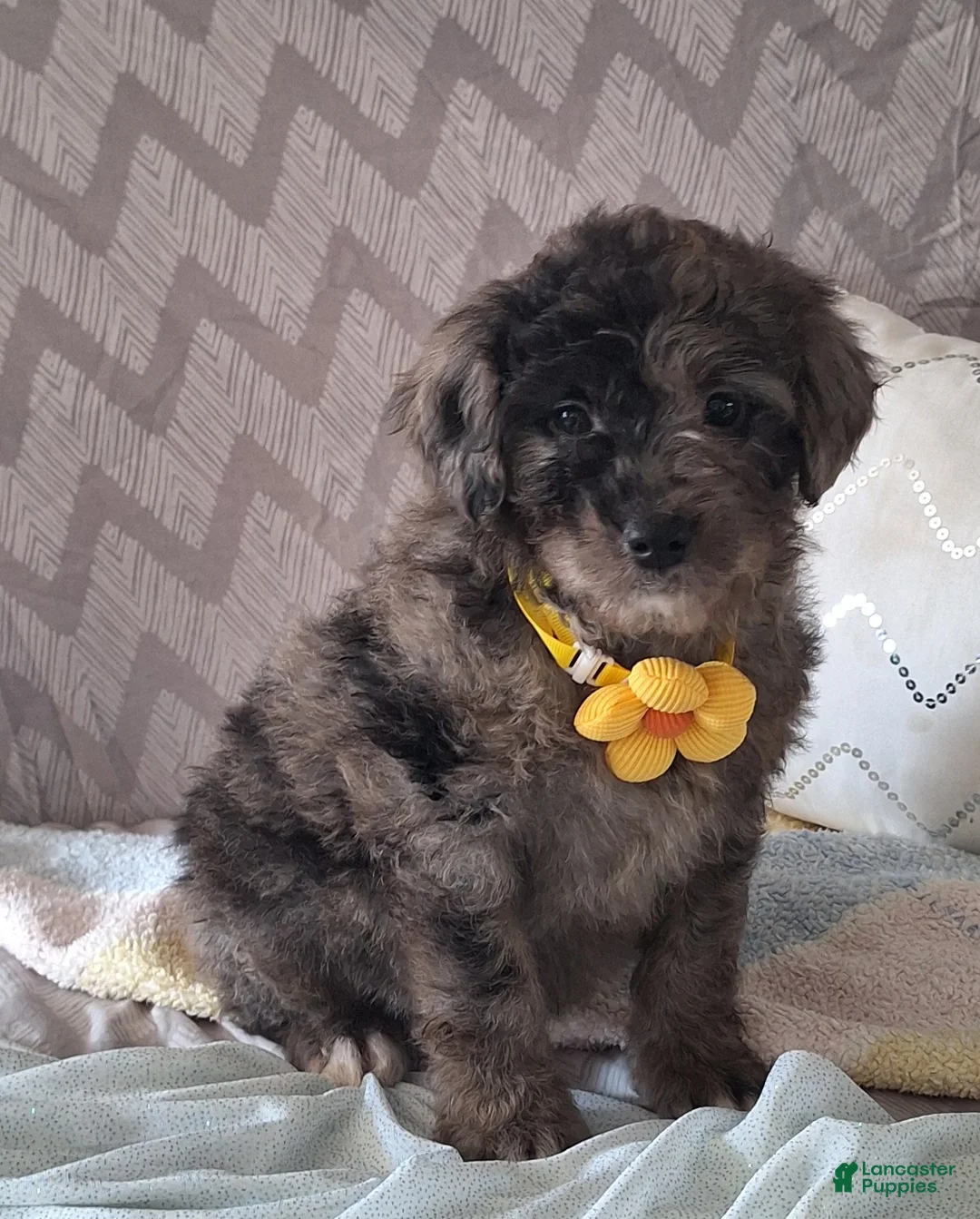 Mini Goldendoodle dogs for sale: Dylan - Ad 1