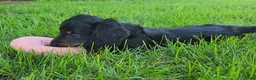 Miniature Dachshund dogs for sale: Vander - Ad 12