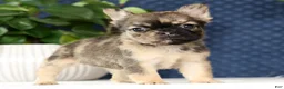 French Bulldog dogs for sale: Jesse - Ad 4