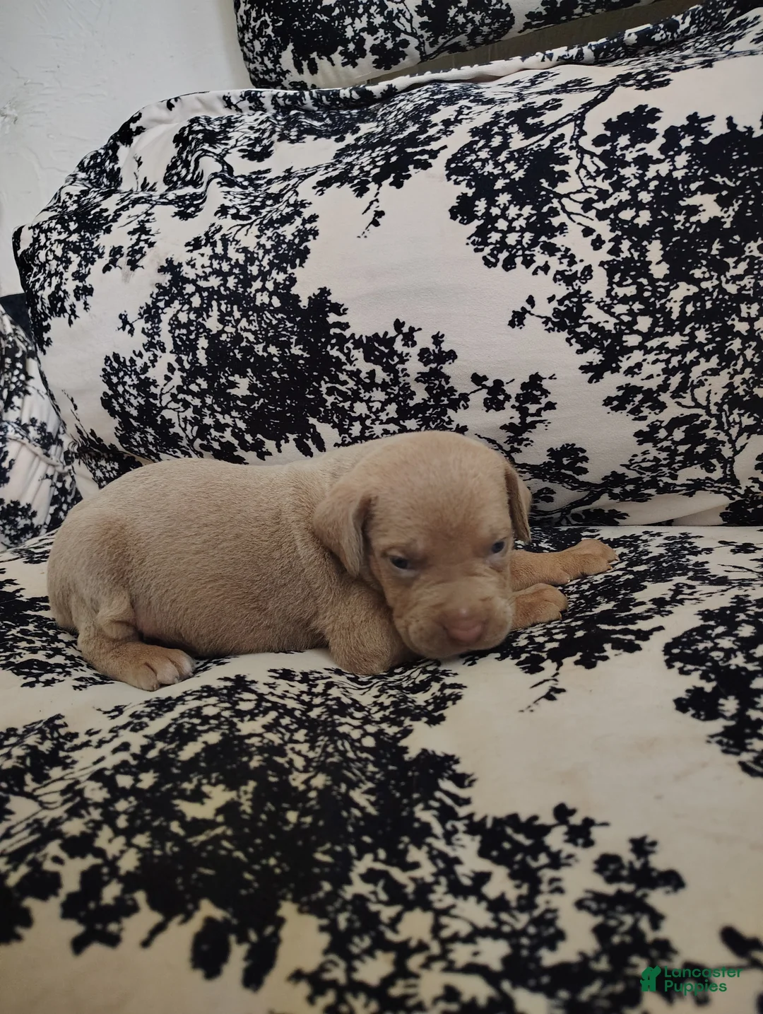 Cane Corso dogs for sale: Cane Corso 1 - Ad 4