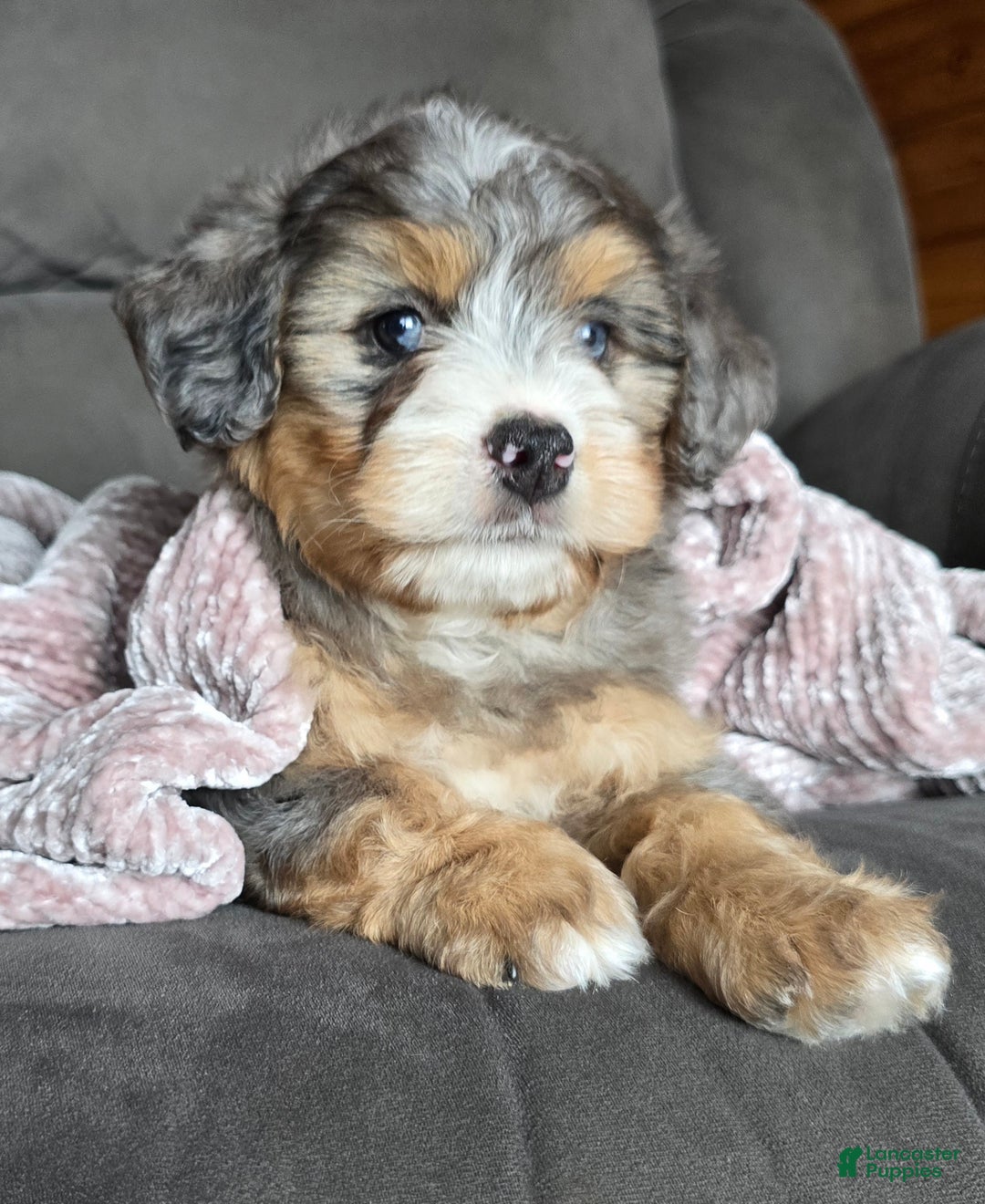 Mini Bernedoodle dogs for sale: Mini Watts - Ad 4