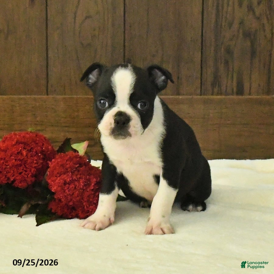 Boston Terrier dogs Titan - Ad 2