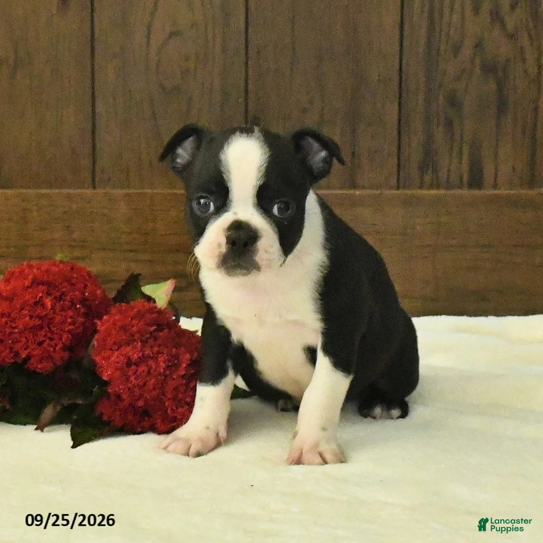 Boston Terrier dogs for sale: Titan - Ad 2