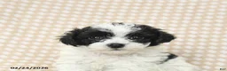 Bichpoo dogs for sale: Duncan - Ad 8