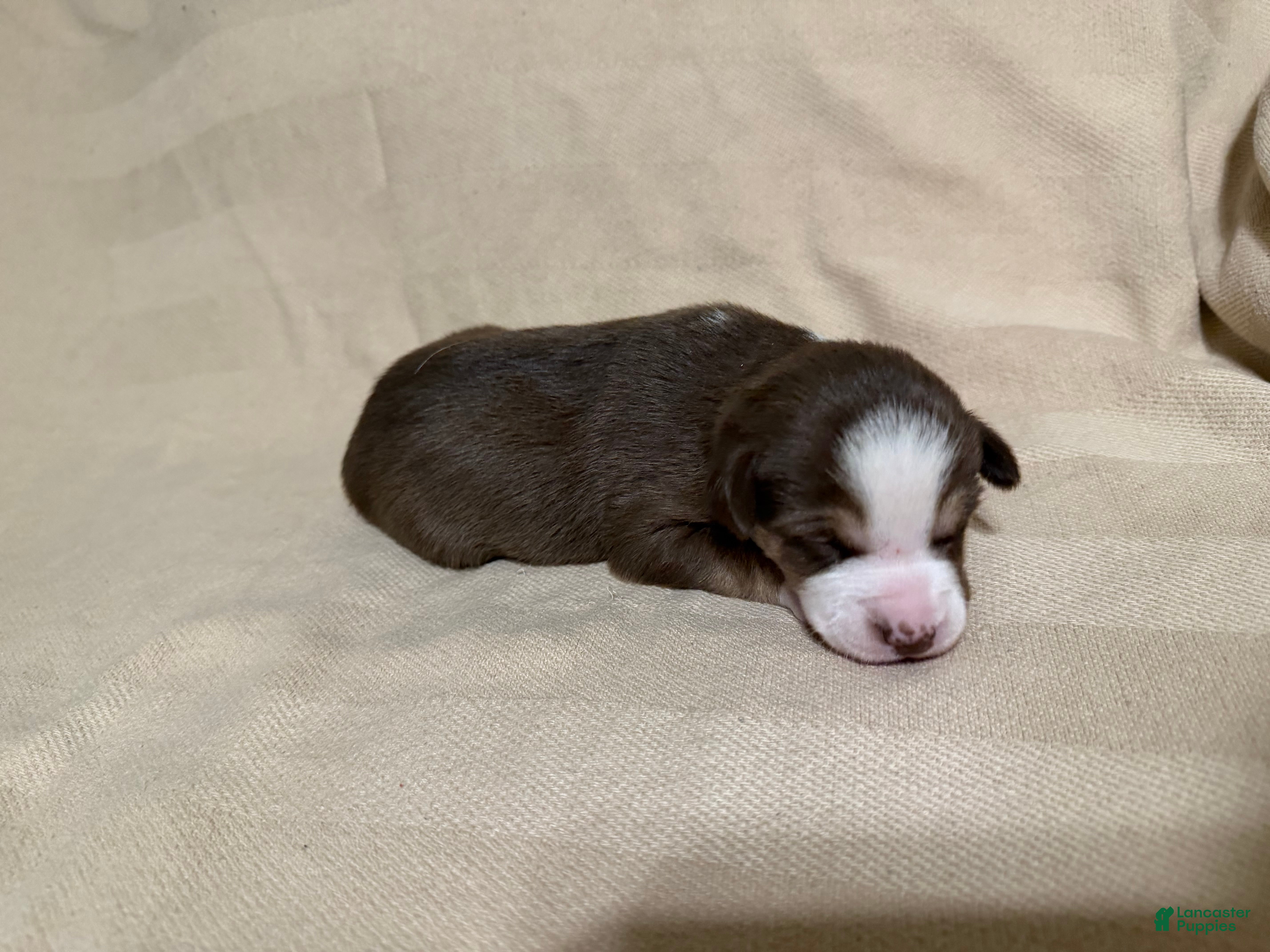 Mixed Breed dogs Hazel - Ad 10
